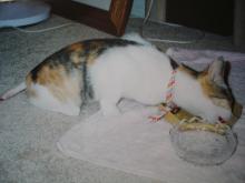 hana