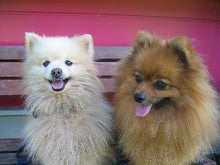 メルシーとリッキー