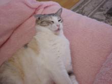 ミケ