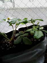20050530080050.jpg