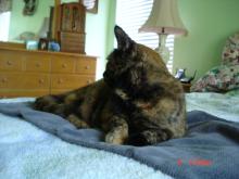 lemue