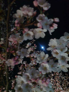夜桜と月2.jpg