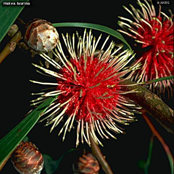 Ground Cover • Australian Native Plants.