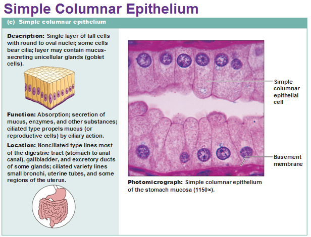 Image result for simple squamous epithelium alveoli