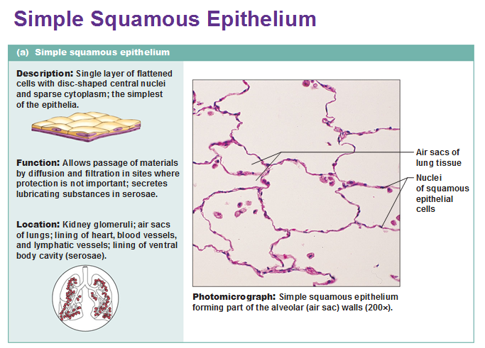 Image result for simple squamous epithelium alveoli