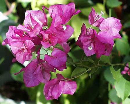 ブーゲンビリア