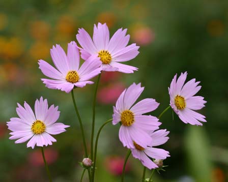 ピンクのコスモス