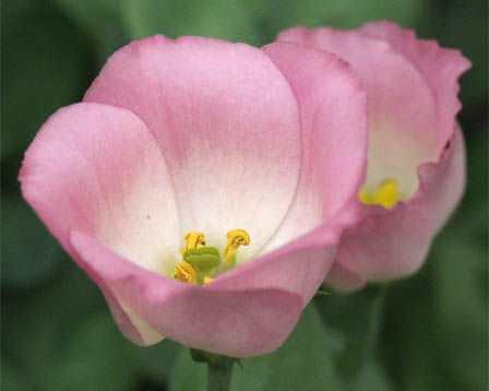 トルコききょう