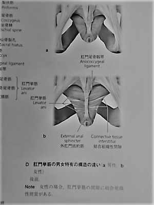 肛門挙筋症候群 直腸肛門痛 あおぞら整骨院のブログ