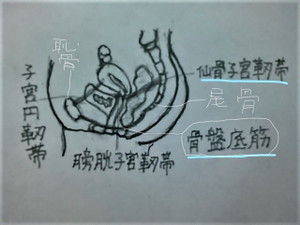 尾骨骨折後遺症 尾骨を手術でとっても大丈夫ですか あおぞら整骨院のブログ