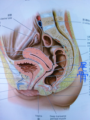 尾てい骨打撲したセックスできますかq A あおぞら整骨院のブログ