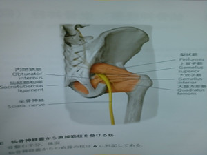 尾てい骨骨折後坐骨神経痛がある あおぞら整骨院のブログ