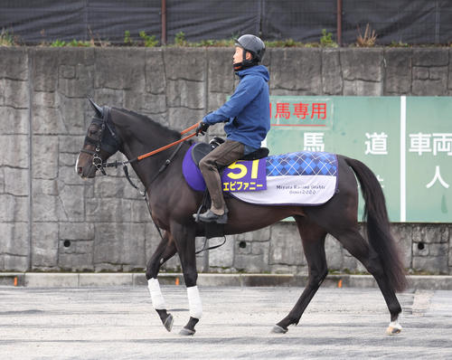 厩舎周りで運動するエピファニー（撮影・白石智彦）