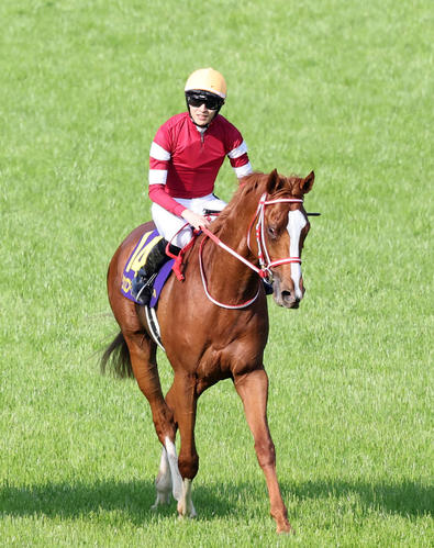 皐月賞で5着になったシンエンペラーと坂井瑠星騎手（撮影・鈴木正人）