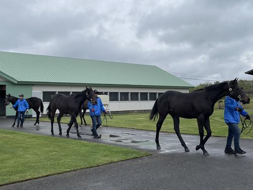 ノースヒルズ清畠でお披露目されたコントレイル産駒の1歳馬