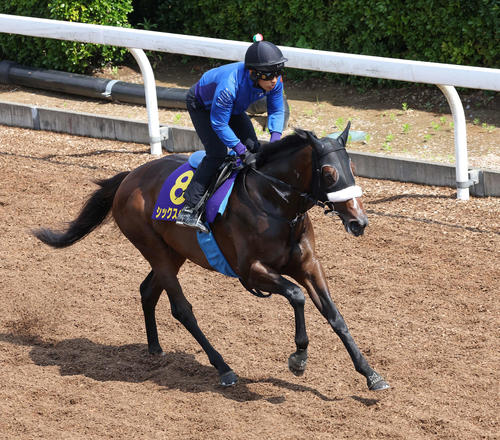 坂路で調整するシックスペンス（撮影・丹羽敏通）