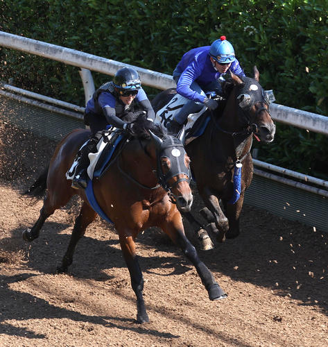 水口騎手を背に坂路をウェルカムニュース（左）と併せ馬で追い切るヴェルトライゼンデ（撮影・白石智彦）