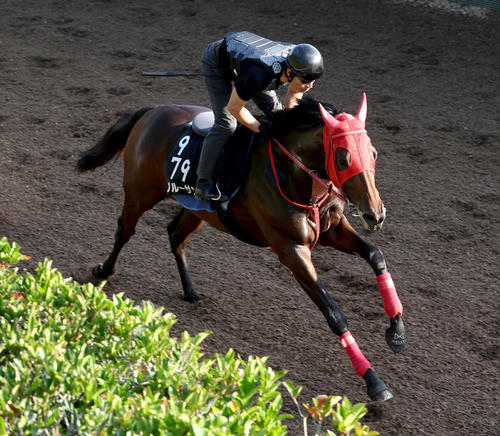 坂路を単走で追い切るブルーサン（撮影・白石智彦）