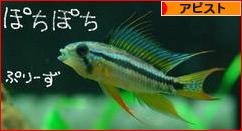 にほんブログ村 観賞魚ブログ アピストへ