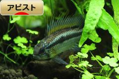 にほんブログ村 観賞魚ブログ アピストへ