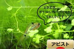 にほんブログ村 観賞魚ブログ アピストへ