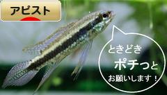 にほんブログ村 観賞魚ブログ アピストへ