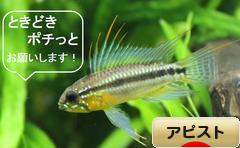 にほんブログ村 観賞魚ブログ アピストへ