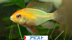 にほんブログ村 観賞魚ブログ アピストへ