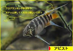 にほんブログ村 観賞魚ブログ アピストへ