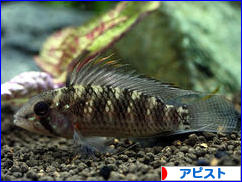 にほんブログ村 観賞魚ブログ アピストへ