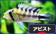 にほんブログ村 観賞魚ブログ アピストへ