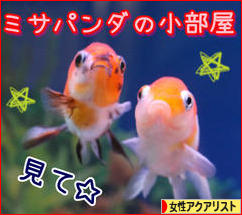 にほんブログ村 観賞魚ブログ 女性アクアリストへ