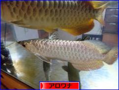 アロワナ水温の件 続き お魚君８号のアロワナ飼育日記