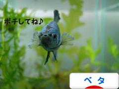 にほんブログ村 観賞魚ブログ ベタへ