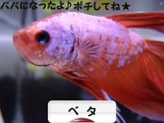 にほんブログ村 観賞魚ブログ ベタへ
