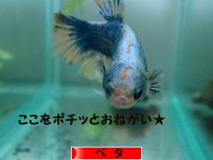 にほんブログ村 観賞魚ブログ ベタへ