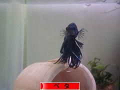 にほんブログ村 観賞魚ブログ ベタへ