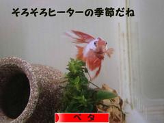 にほんブログ村 観賞魚ブログ ベタへ