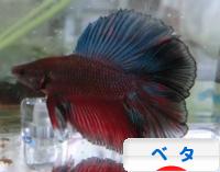 にほんブログ村 観賞魚ブログ ベタへ