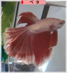 にほんブログ村 観賞魚ブログ ベタへ