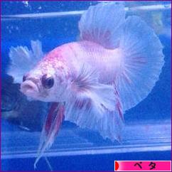 にほんブログ村 観賞魚ブログ ベタへ