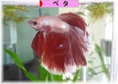 にほんブログ村 観賞魚ブログ ベタへ