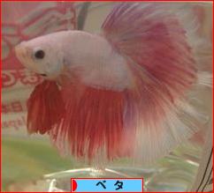にほんブログ村 観賞魚ブログ ベタへ
