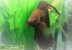 ベタはあまり泳がない という嘘の裏側にあるもの くまだくまこのお魚blog