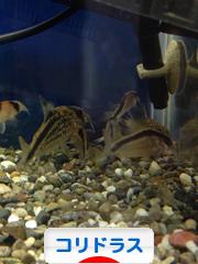 にほんブログ村 観賞魚ブログ コリドラスへ