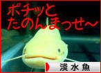 にほんブログ村 観賞魚ブログ 淡水魚へ