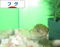 にほんブログ村 観賞魚ブログ フグへ