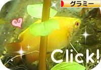 にほんブログ村 観賞魚ブログ グラミーへ