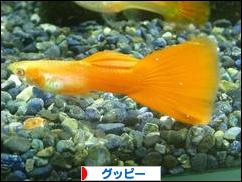 にほんブログ村 観賞魚ブログ グッピーへ