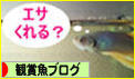にほんブログ村 観賞魚ブログへ